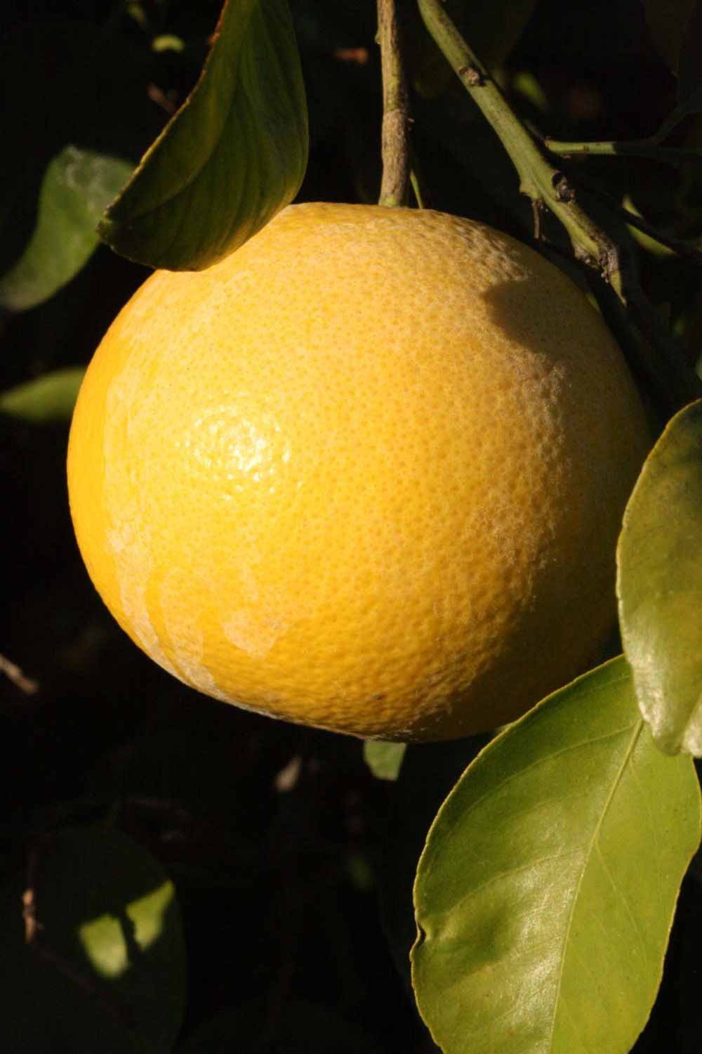              Fruit (Riverside, CA)       